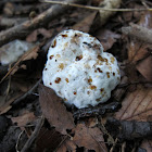 Bleeding tooth fungus