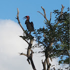 Southern Ground Hornbill