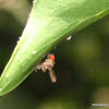 small fly