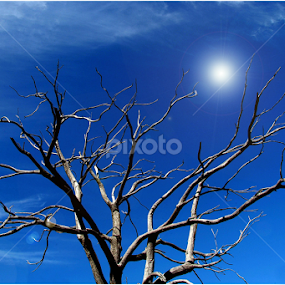 trees,blue,tree,sun by Giorgio Passoni - Nature Up Close Trees & Bushes