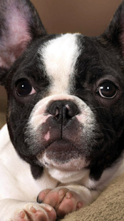 How to download Puppies Wallpaper for Chat 1.0.22 unlimited apk for bluestacks