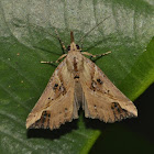 Moth