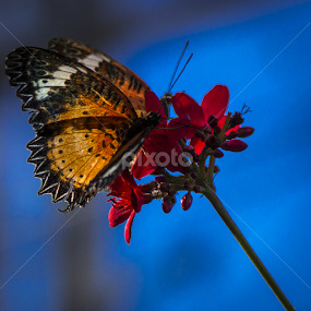 Butterly on Red Flowers by Christa Ehrstein - Animals Insects & Spiders