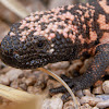 Gila Monster