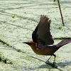 Boat-tailed Grackle (Female)