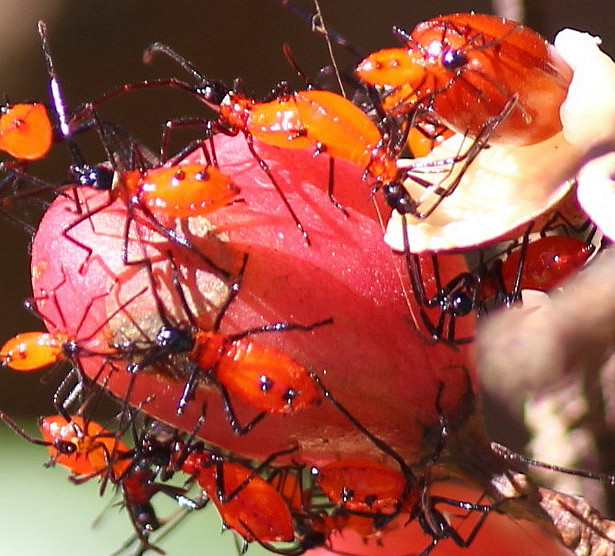 Leaf footed Bugs(Nymphs)