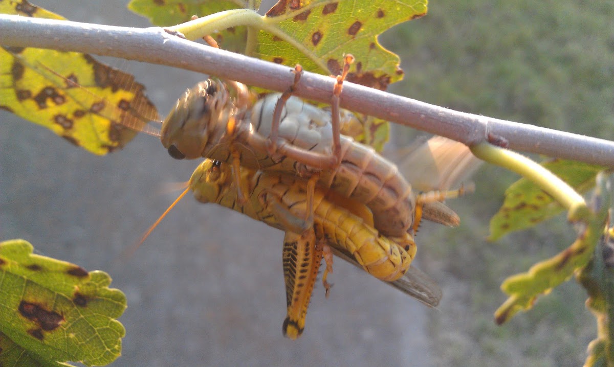 Differential grasshoppers (mating)