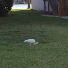 white ibis