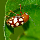 Fourteen-spotted leaf beetle