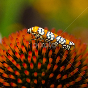 Unknown bug by Beth Mears - Animals Insects & Spiders