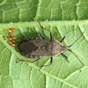 Squash bug (laying eggs)