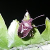 Grass Stink Bug