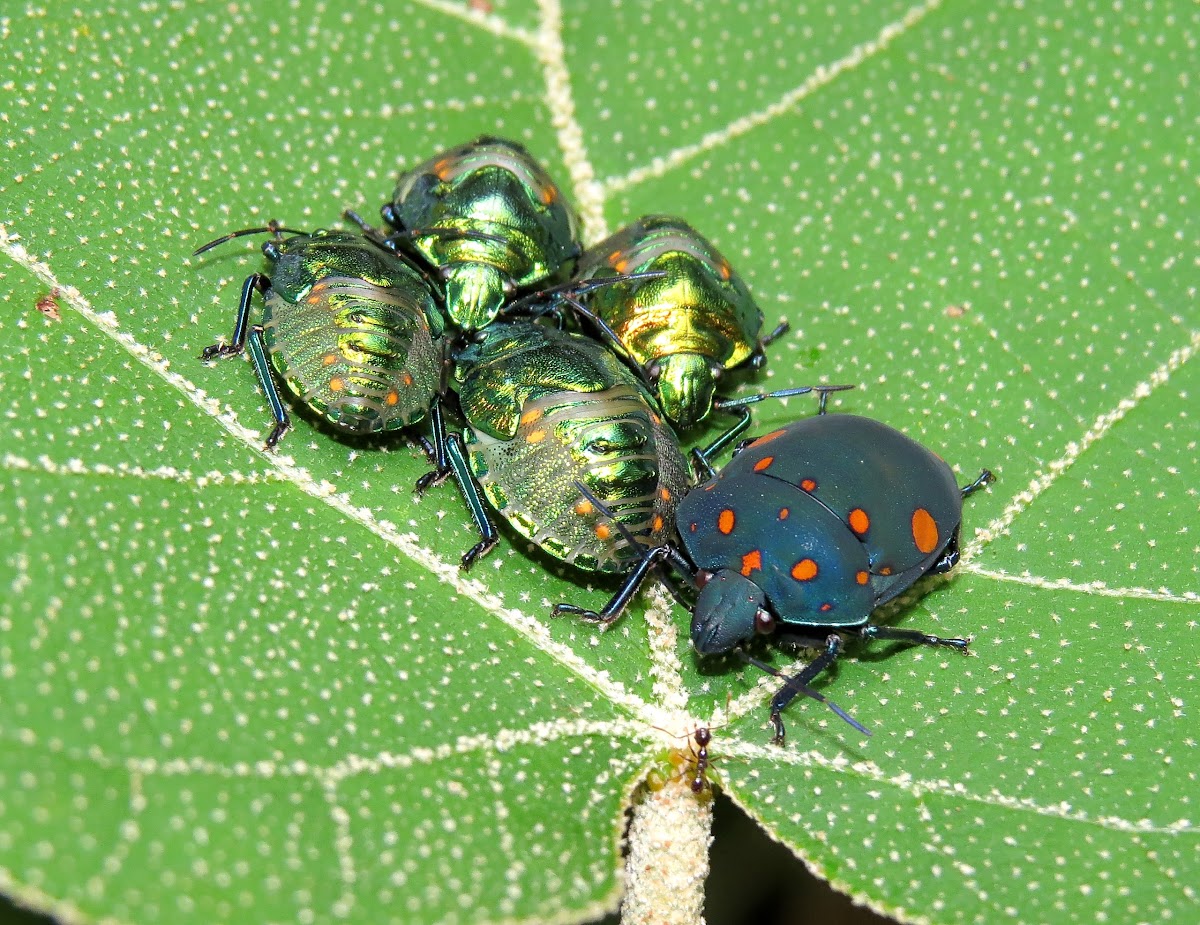 Orange-spotted shield bugs