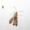 Maple Callus Borer Moth