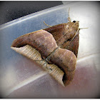 Echo moth