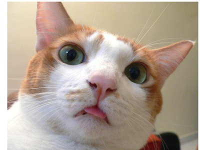 [最も欲しかった] 2ch 猫 画像 970580-猫 面白 画像 2ch