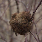 Rose bedeguar gall