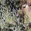 White green-algae coral