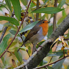 European Robin