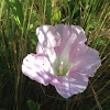 Hedge bindweed