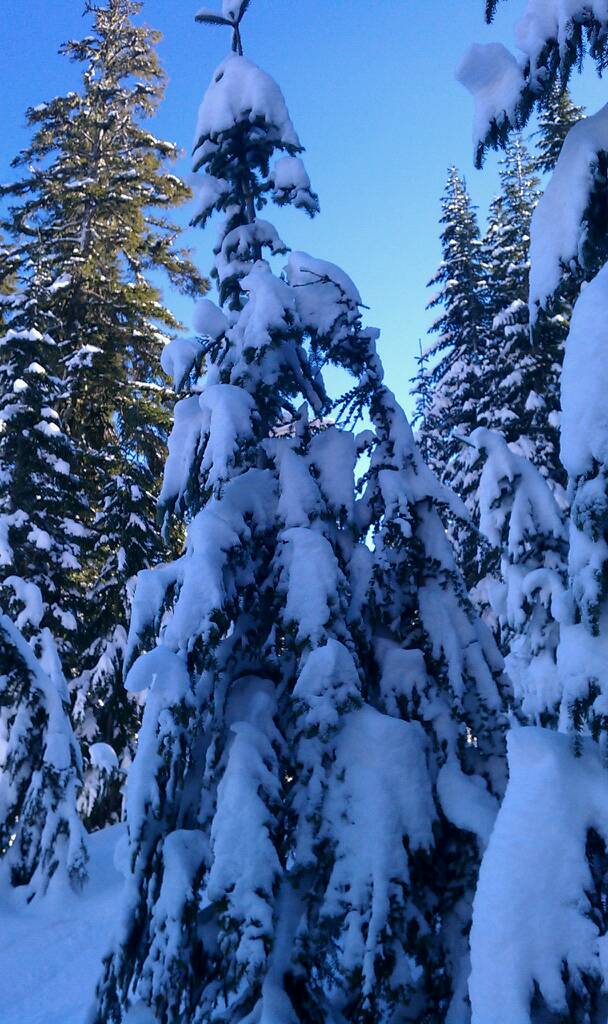 Sub alpine fir