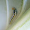 Cross Striped Cabbage Worm