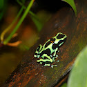 green poison arrow frog