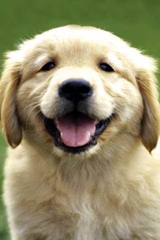 Puppy Wallpapers HD