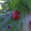 Ladybird