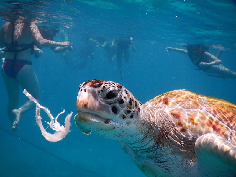 A sea turtle swims off the coast of Barbados.