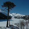 Araucaria