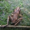 Japanese Brown Frog