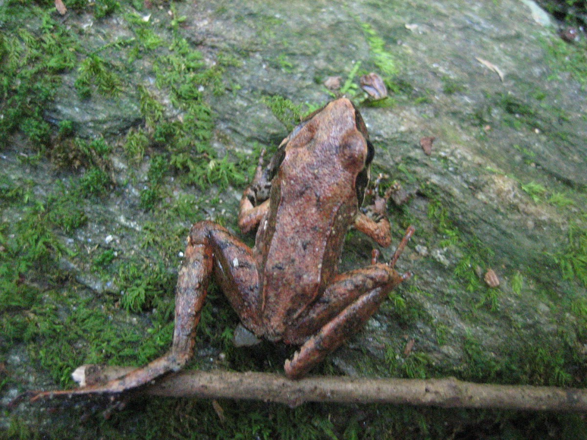 Japanese Brown Frog