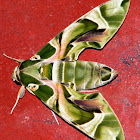 Oleander Hawk-moth/Army Green Moth