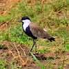 Spur-winged Plover