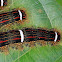 Euglyphis caterpillars