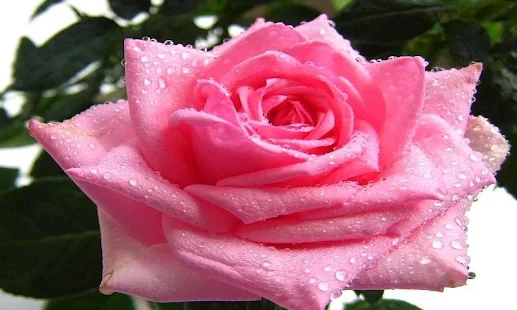 Rose Wallpapers For Mobile Android Apps On Google Play