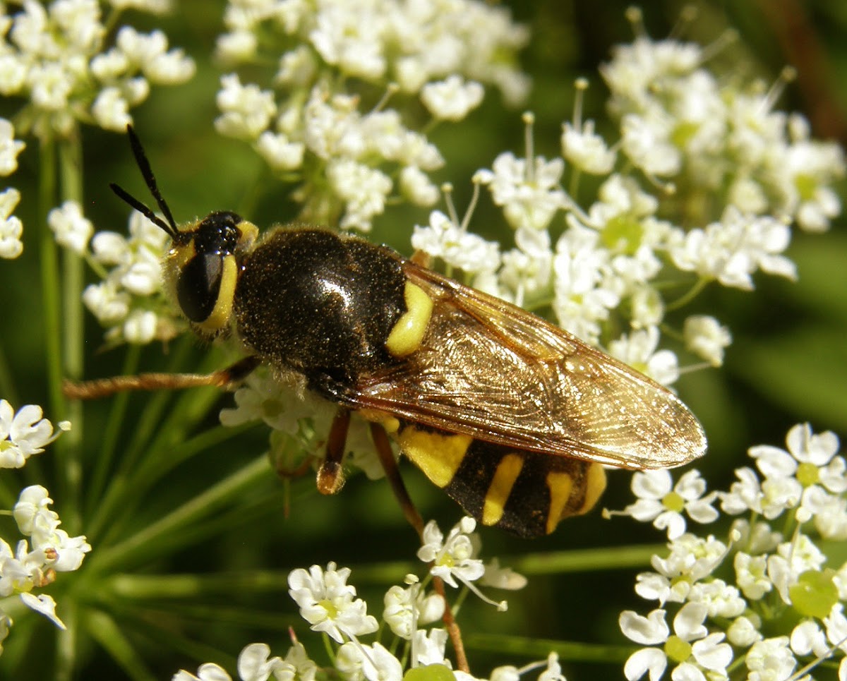Soldierfly/banded general (female)