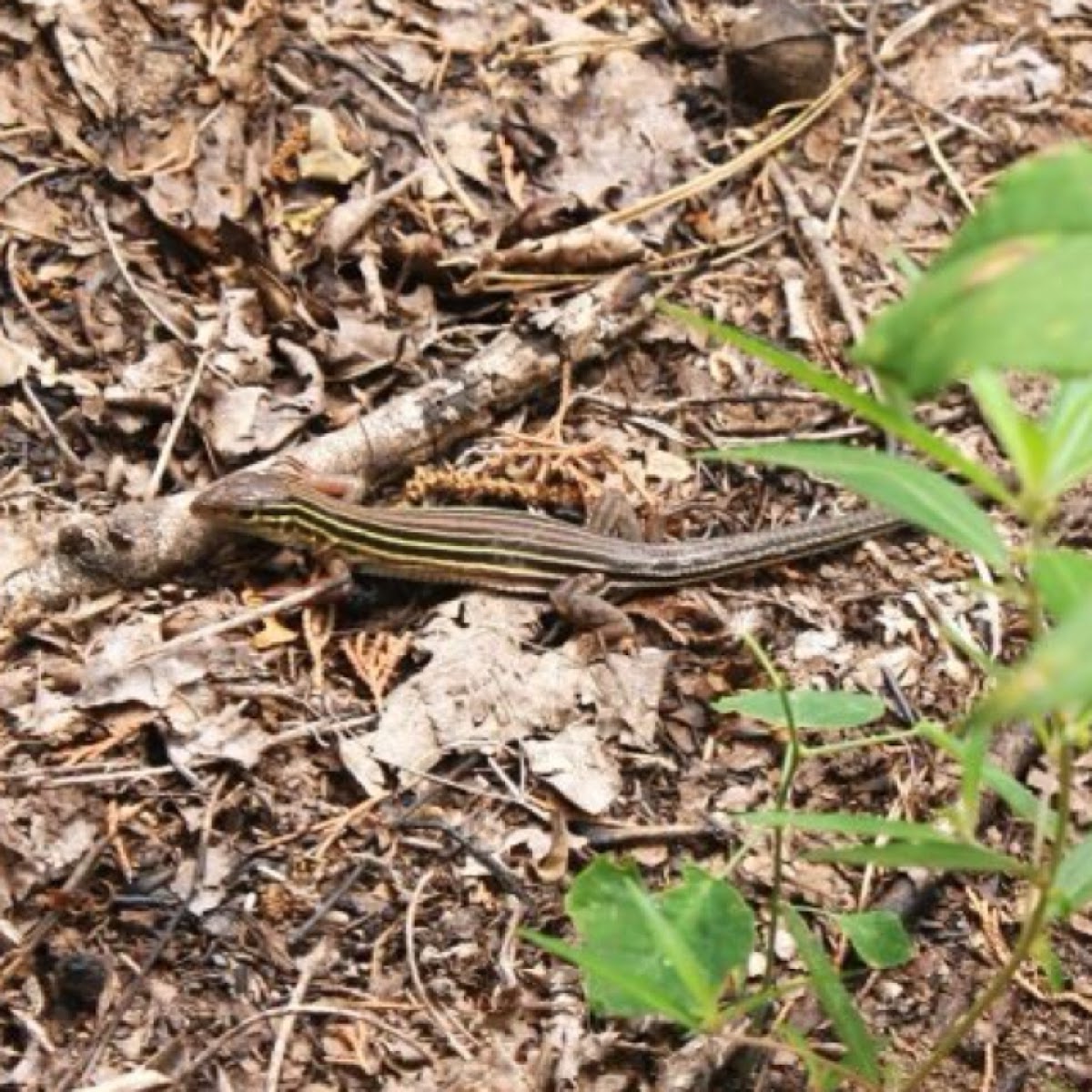 Six-lined Racer