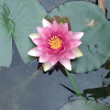 Water lily