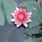 Water lily