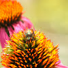 Japanese Beetle