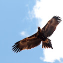 Wedge Tailed Eagle