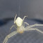 Golden rod crab spider