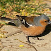 Chaffinch