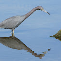 Little blue heron