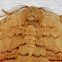 Spanworm Moth (?)