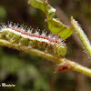 Agacles sailor butterfly caterpillar