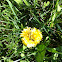 dandelion