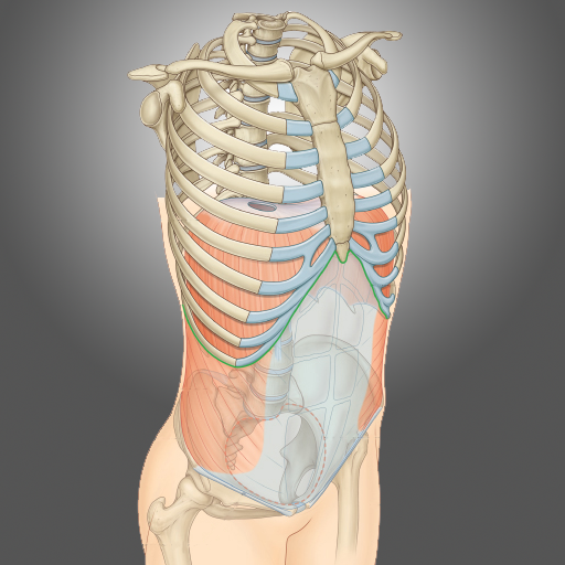 Gray's Pelvis Perineum Abdomen LOGO-APP點子